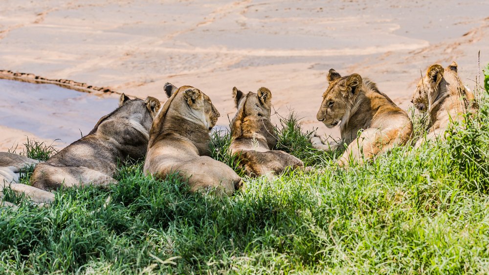 A group of Lions