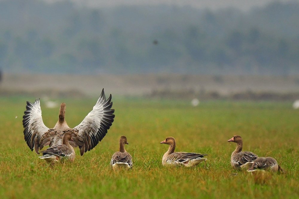 Greylag Goose