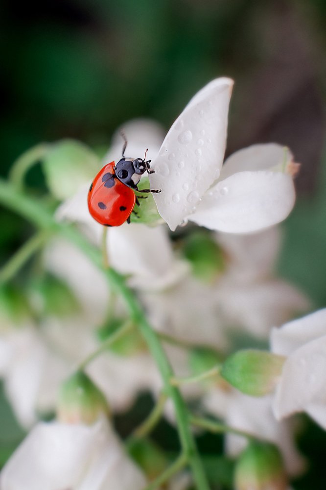 Photograph by Киркиш Ирина