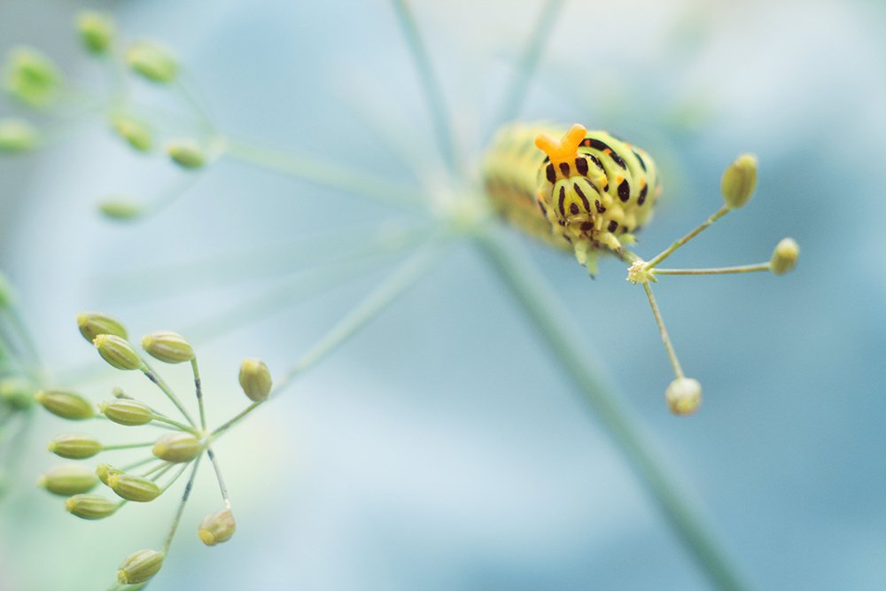 гусеничка в обороне
