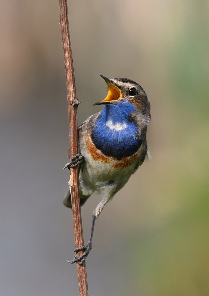 Весенний солист.