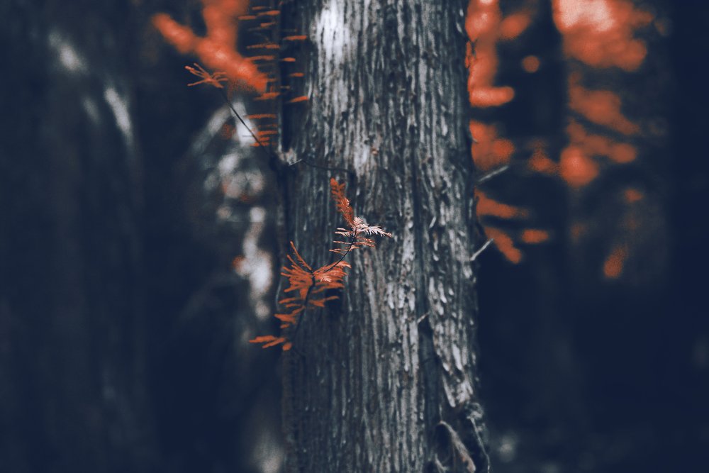 Photographing the Crimea 1