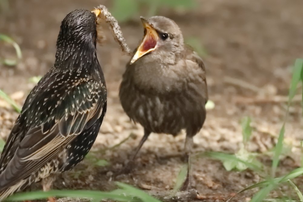На, ешь, когда же ты сам научишься...