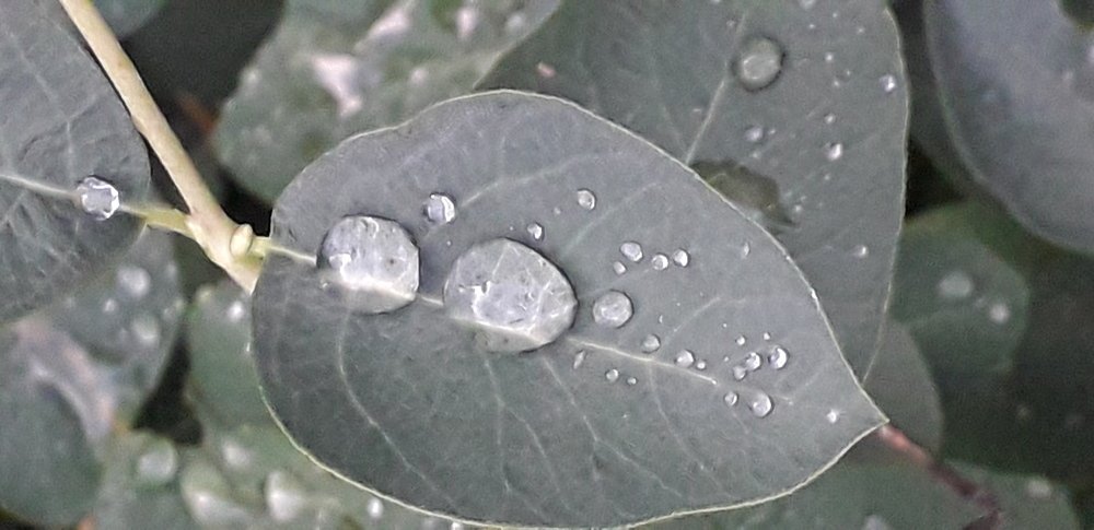 Капли дождя