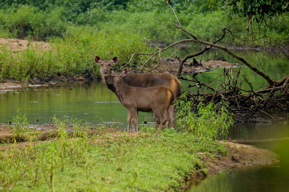 Sambar deer calf