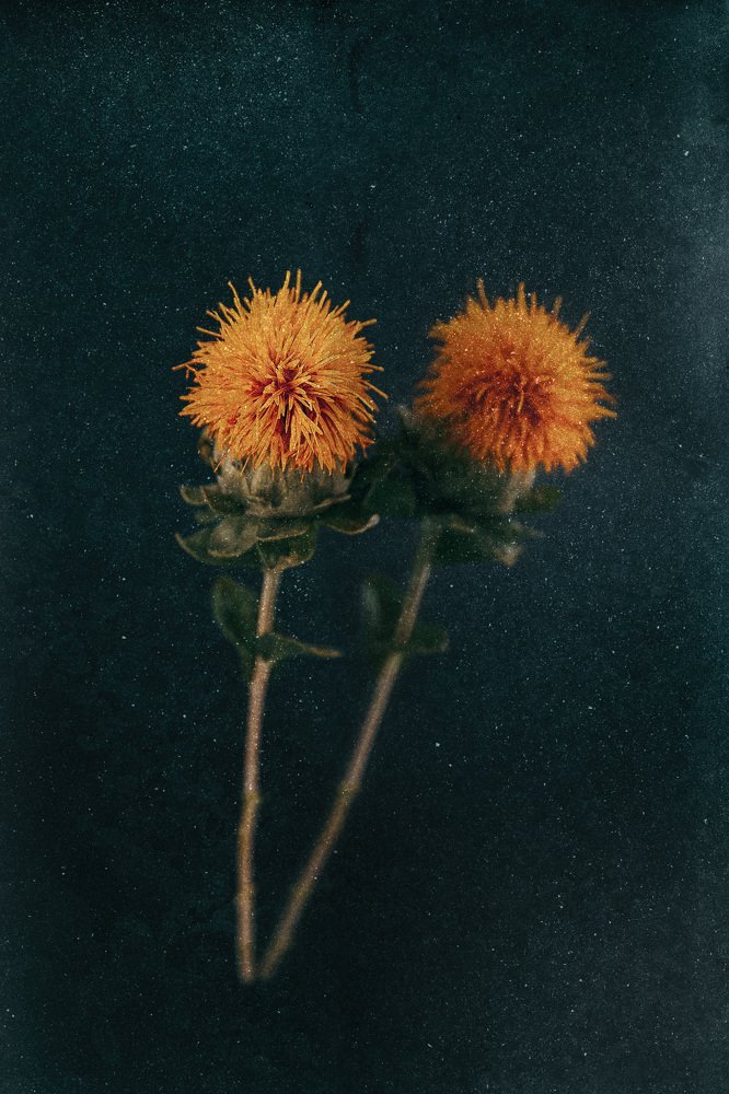 Photograph by Daria Osipova