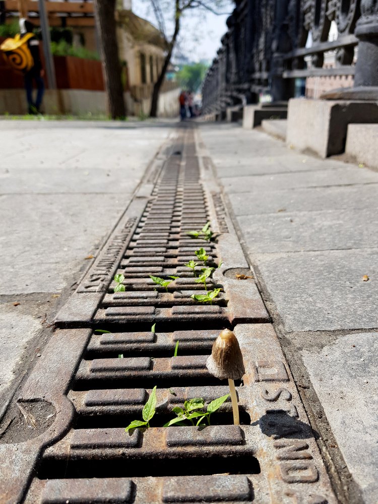 Городской гриб