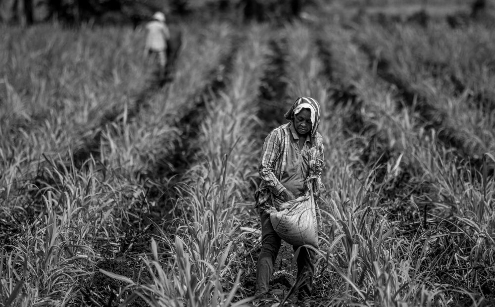 Planting rice is never fun!