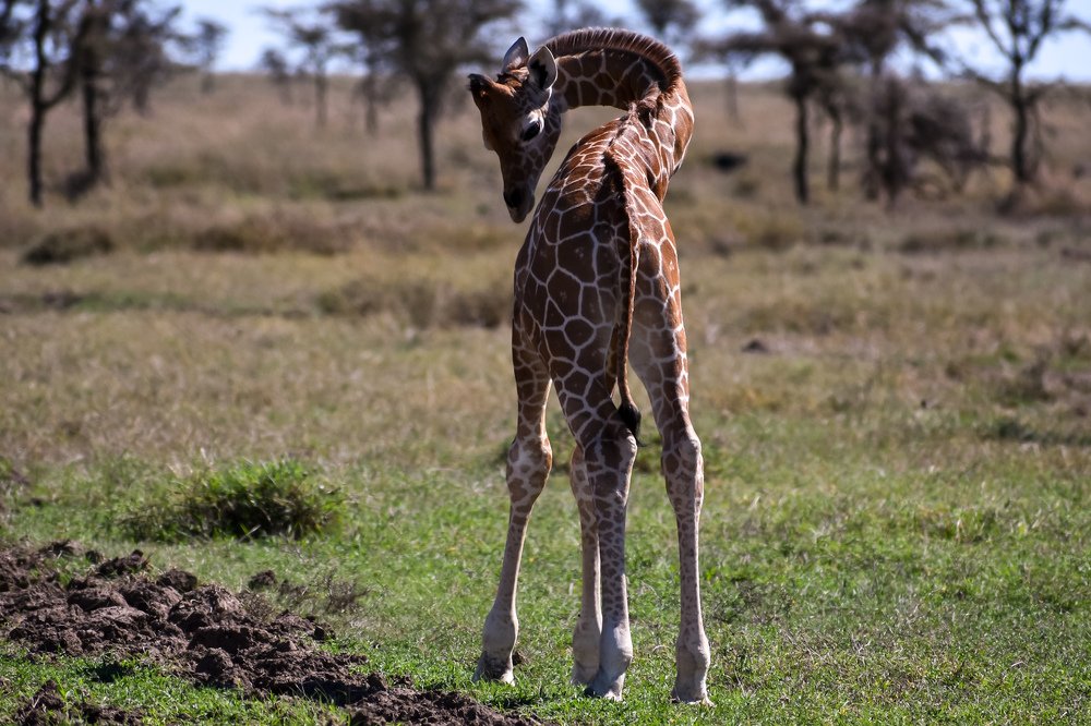 Reticulated Giraffe Calf
