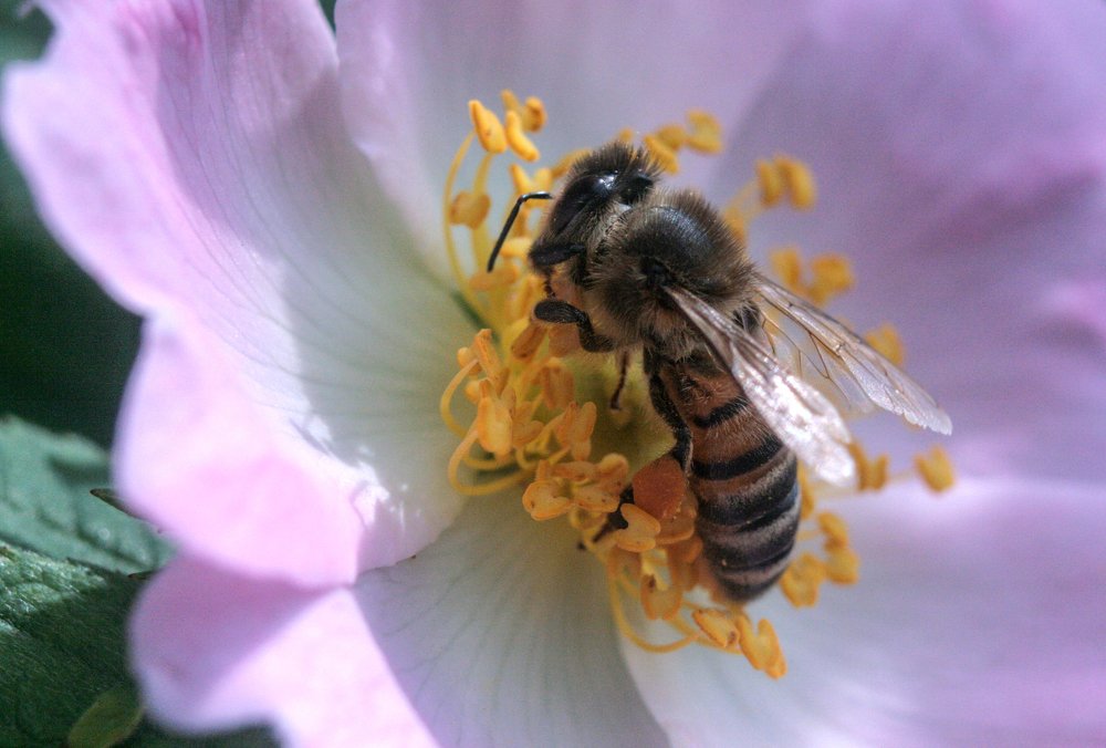 Photograph by Богдан Бигун