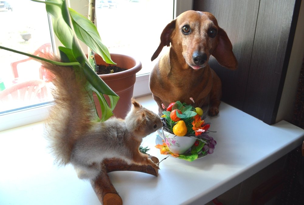 с серой подружкой