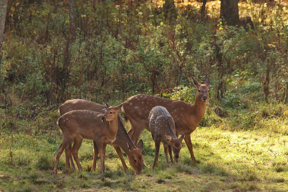 Стадо пятнистых оленей