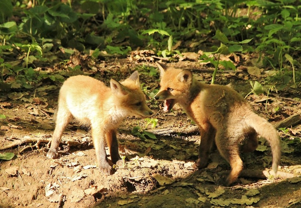 Лисята играют.