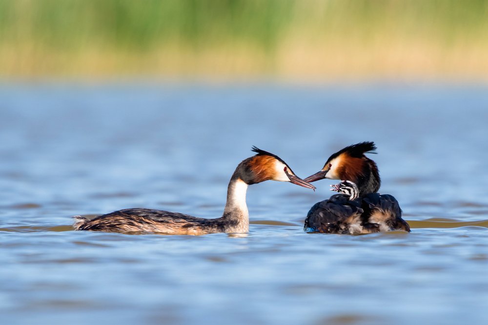 Photograph by Александр Абросимов