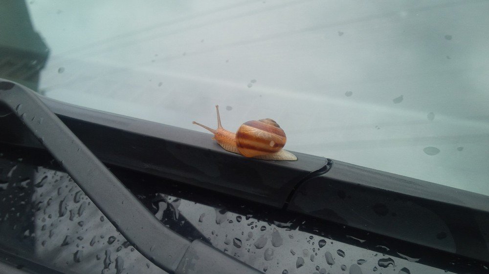 Путешественница