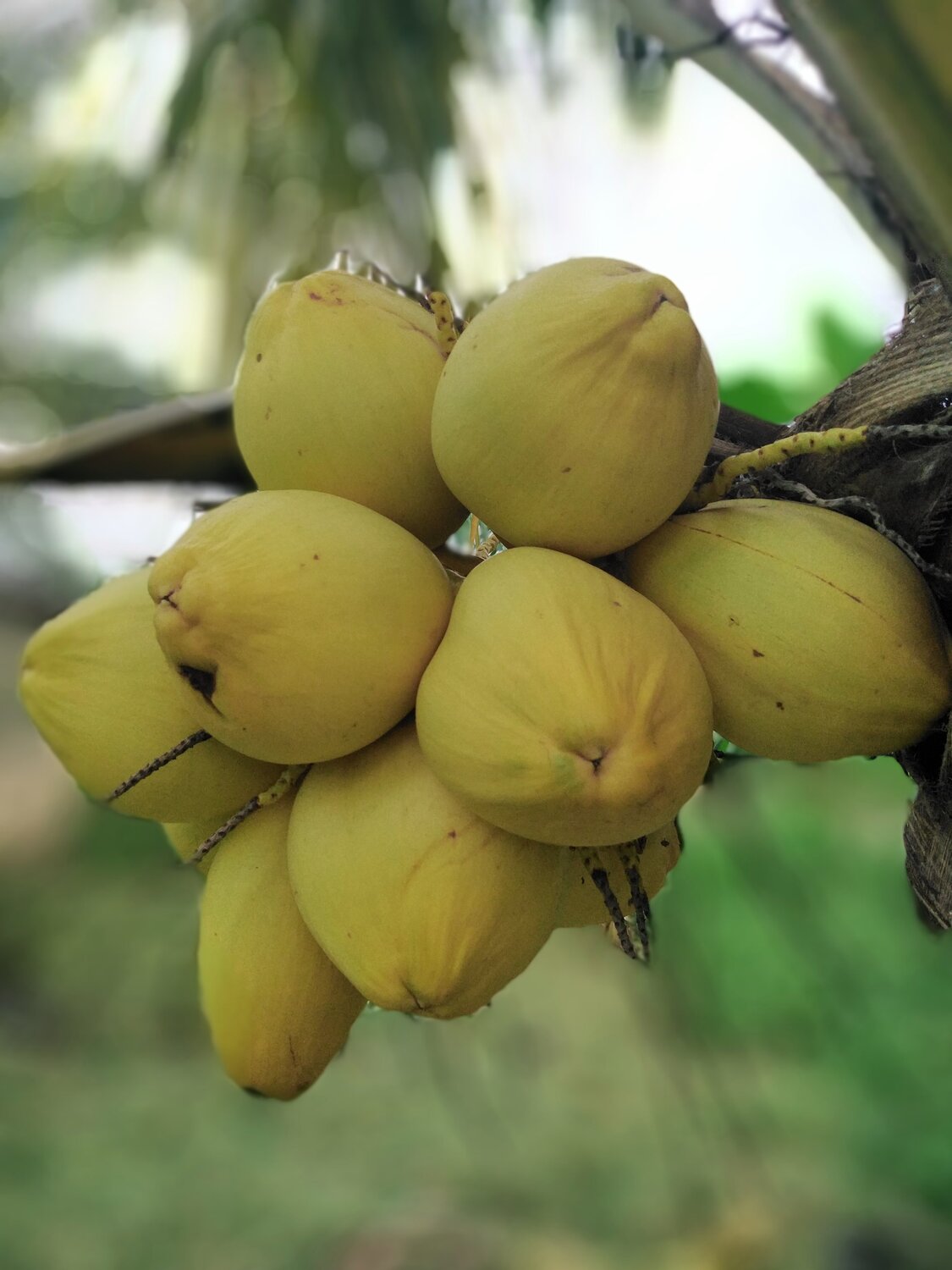 Fresh Coconut