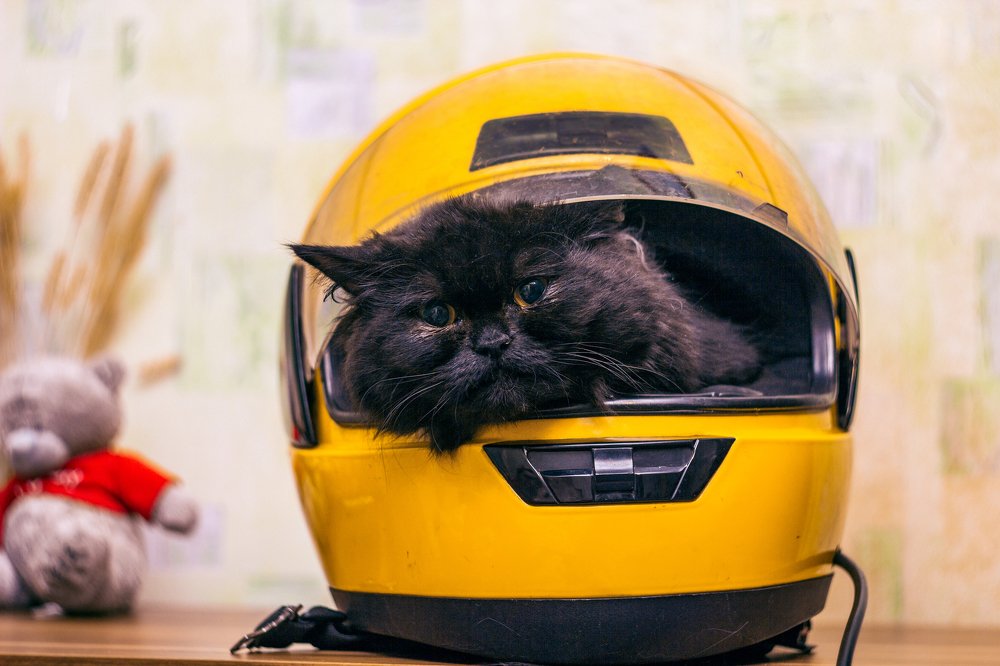 Кошка  Гагарина