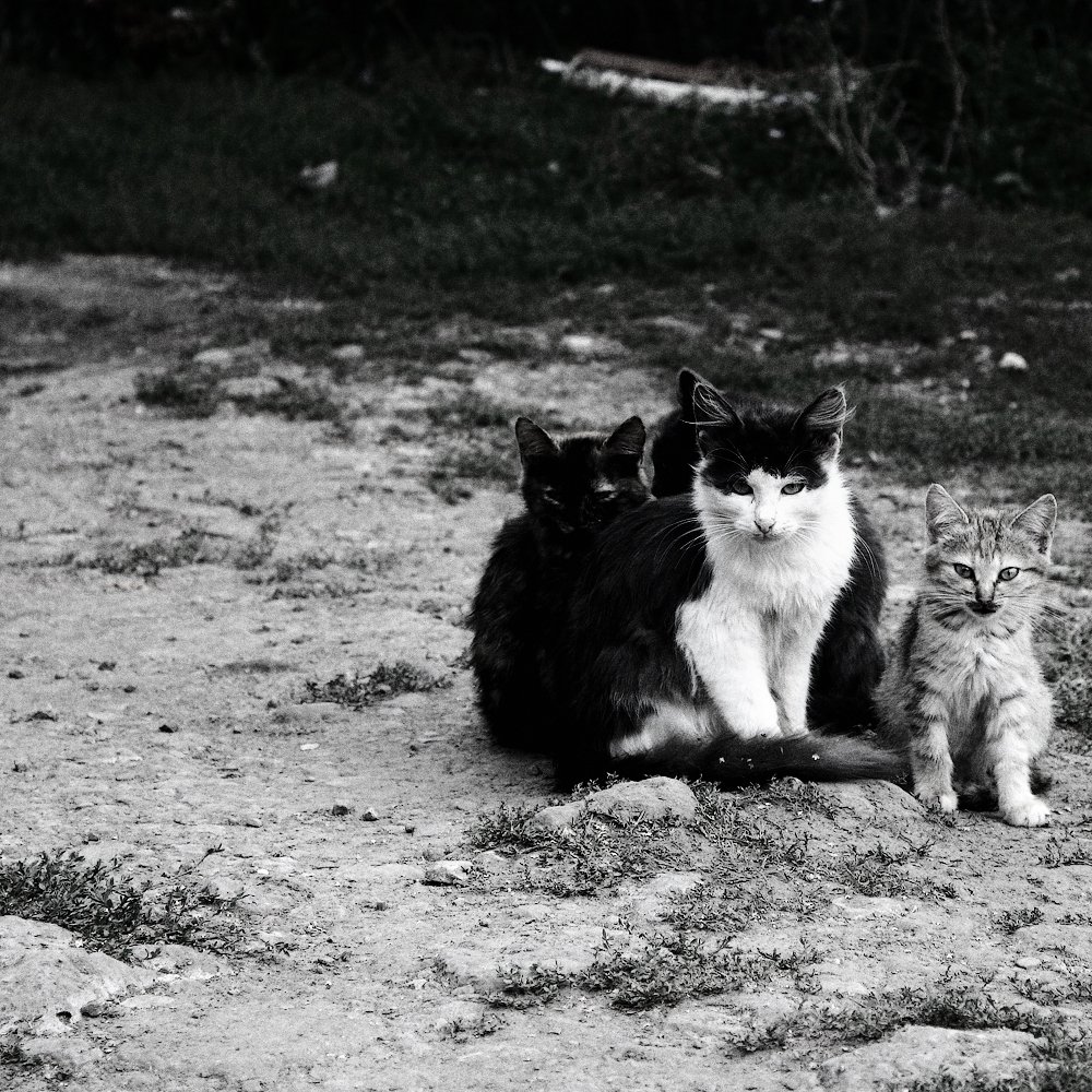 потому что мы банда