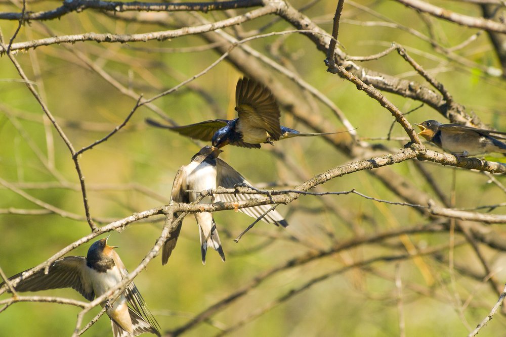 Высший пилотаж
