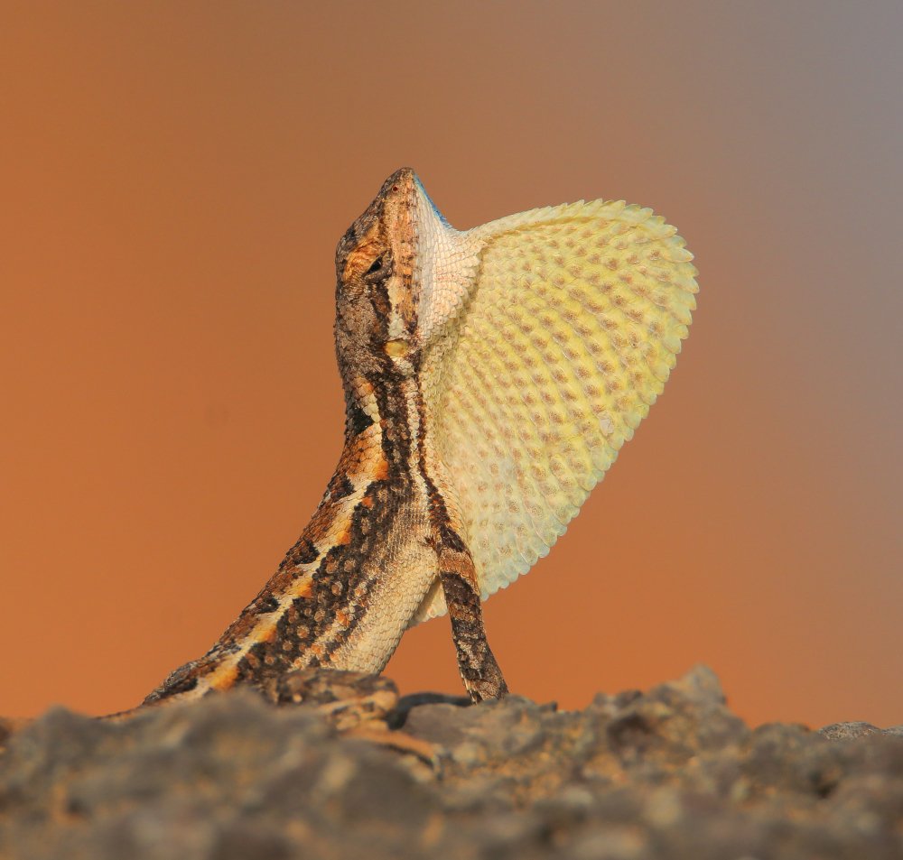 Fan-Throated Lizard.