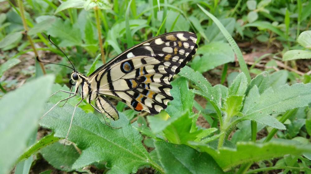 Butterfly