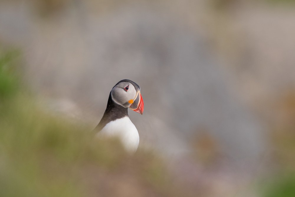 Puffin