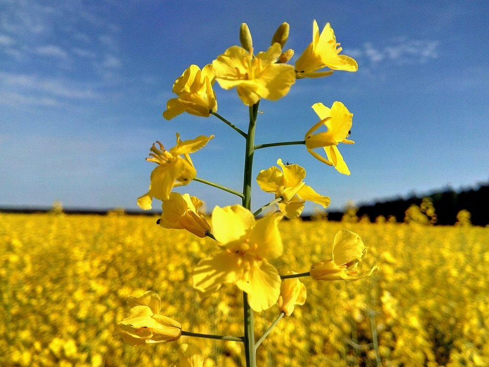 Рапсовое поле