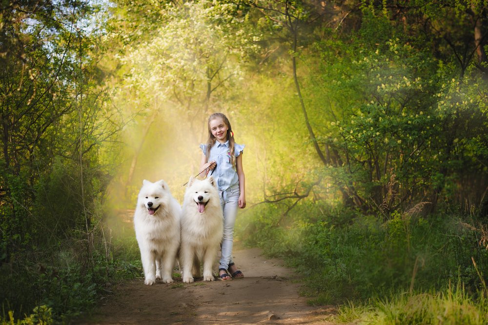 Девочка и самоеды