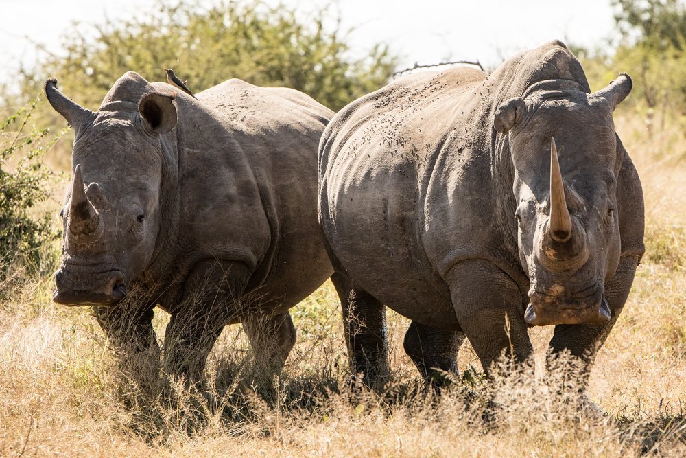 The White Rhinos of Eswatini