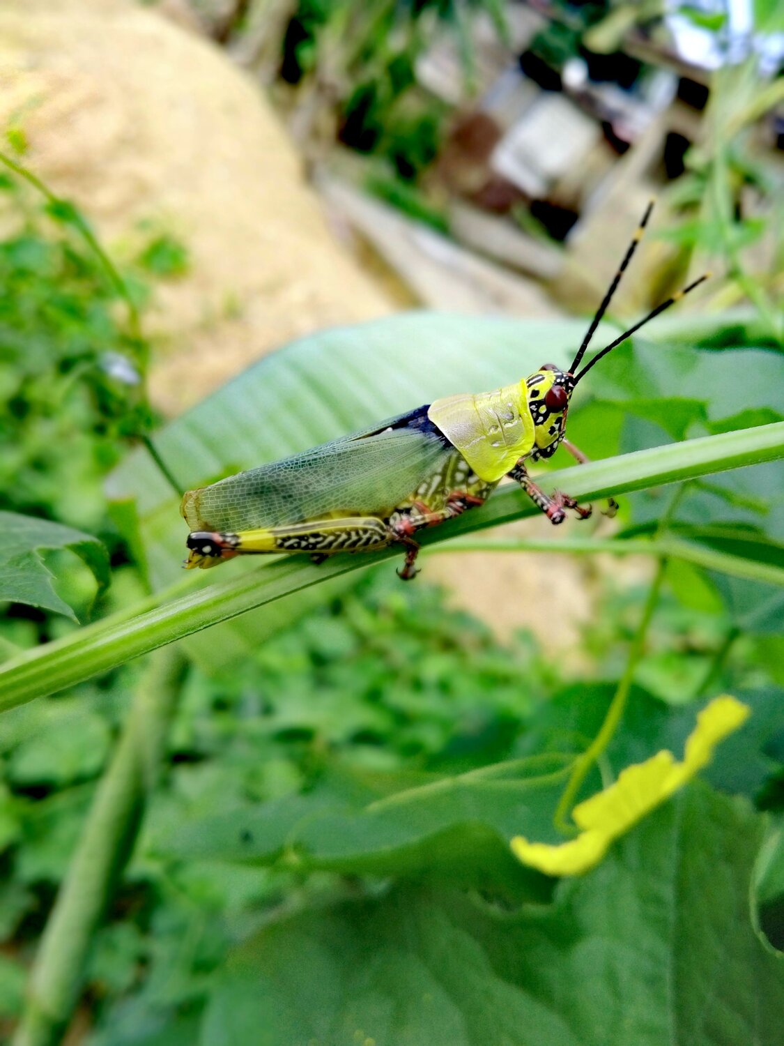 Locust