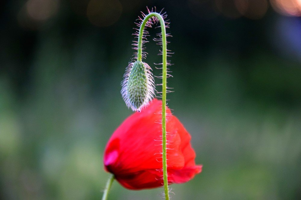 Beauty is simple