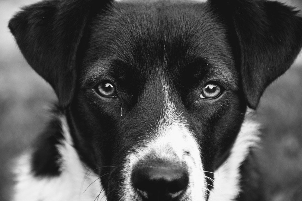 Portrait of my dog