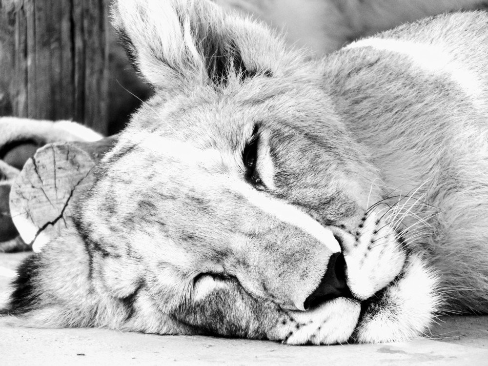 Sleeping lion