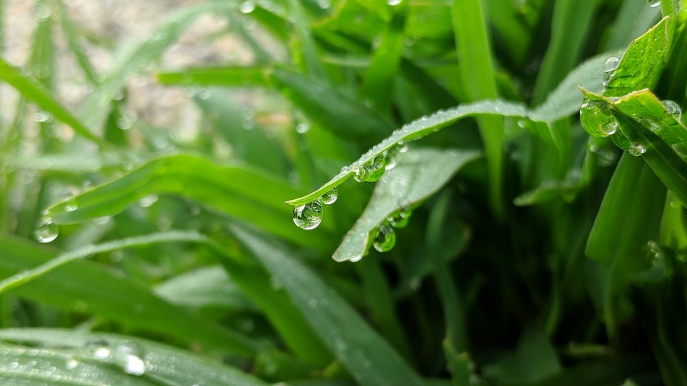 Macro Dew Drop at Grass