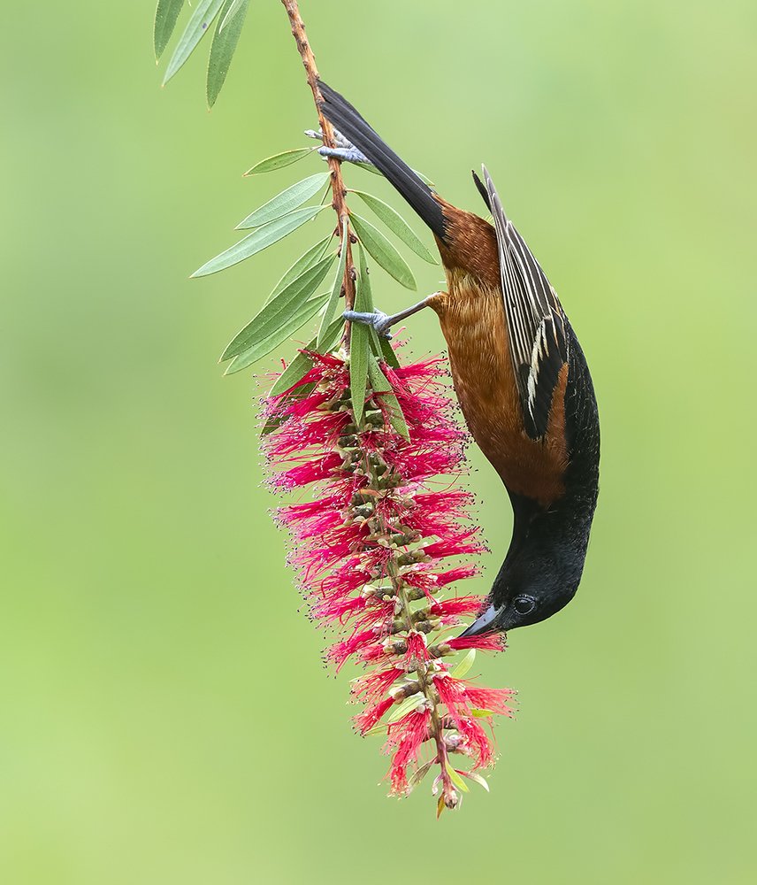Orchard Oriole male - Cадовый цветной трупиал