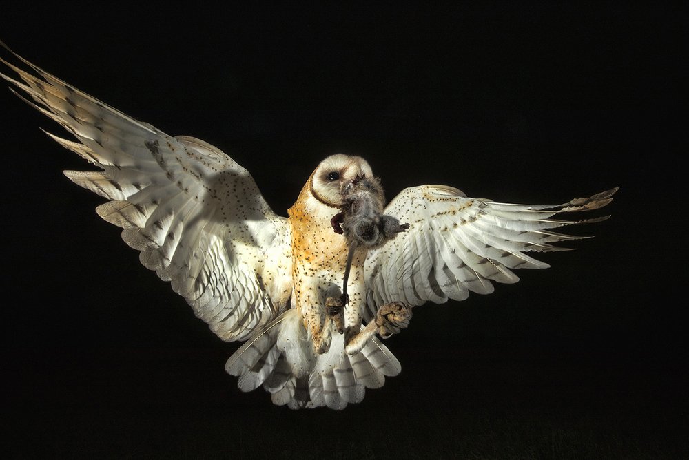 Barn Owl -Обыкновенная сипуха.