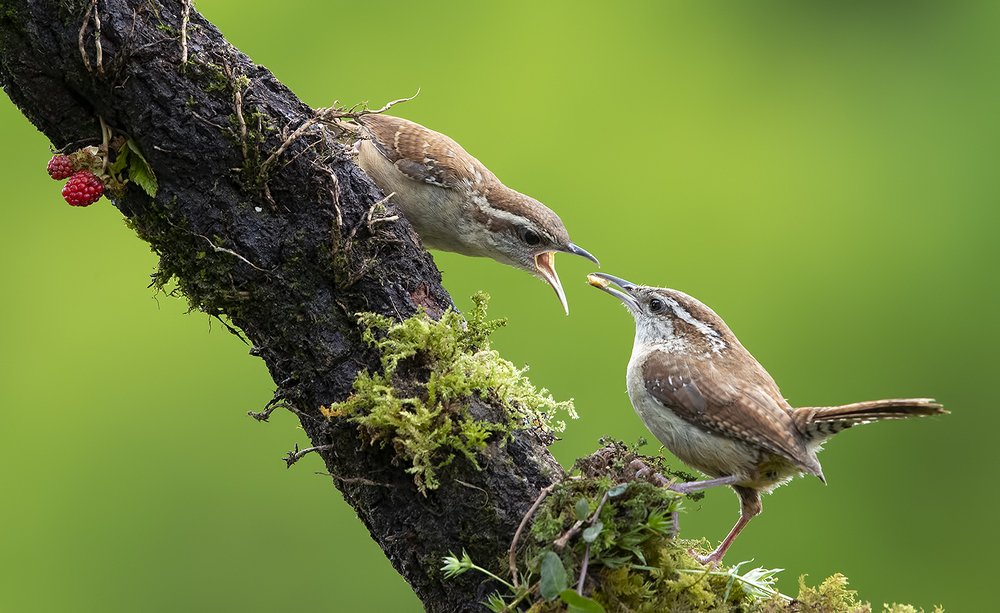 Крапивник Каролинский - Carolina Wren