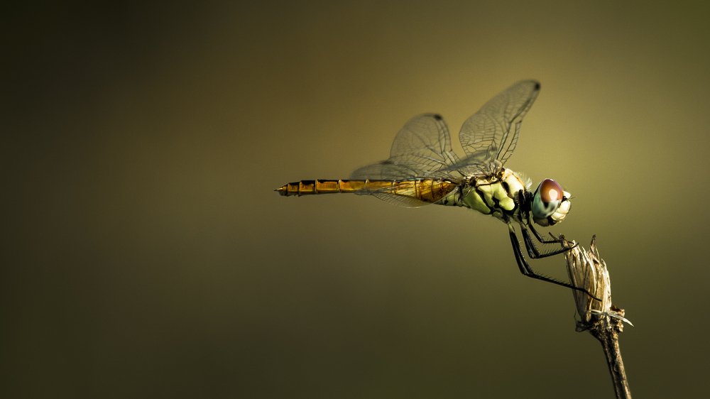 Give me some sunshine