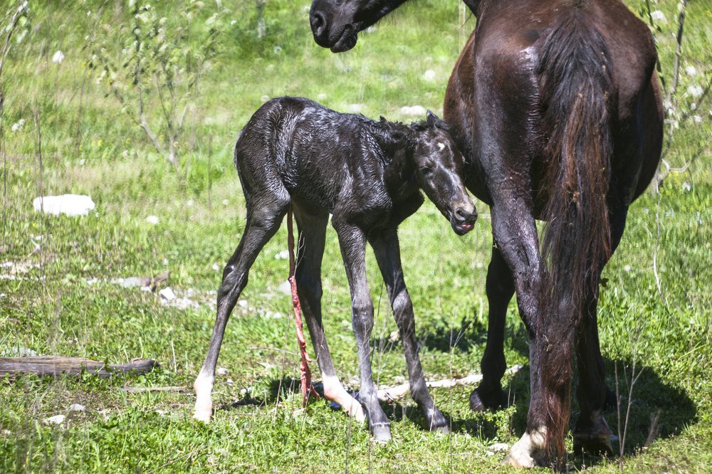 Рождение, первые шаги жеребца.