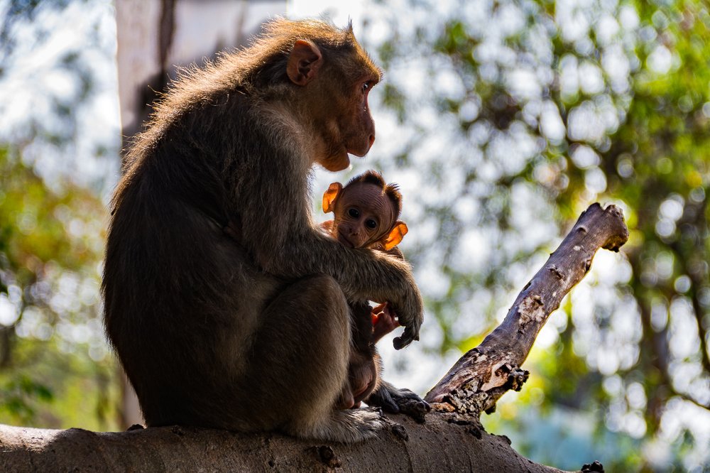 Monkey with baby