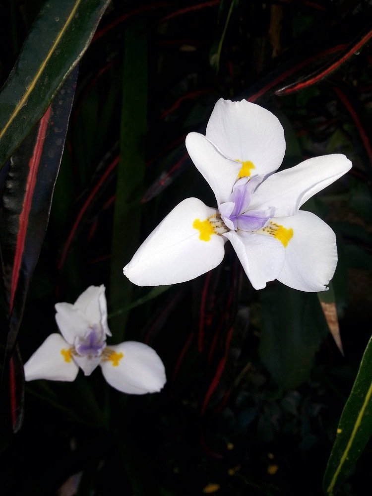 Fairy Lily in its glory