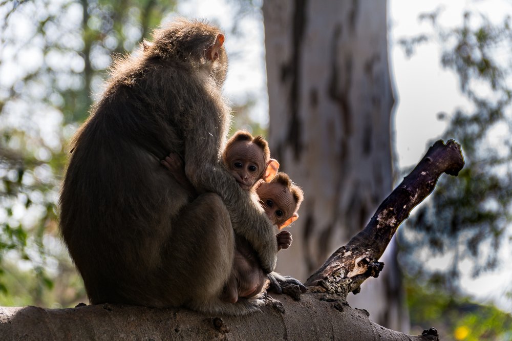 Monkey with babies