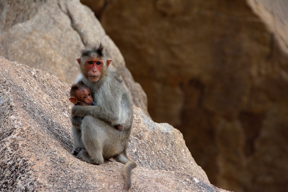 Monkey with it's baby