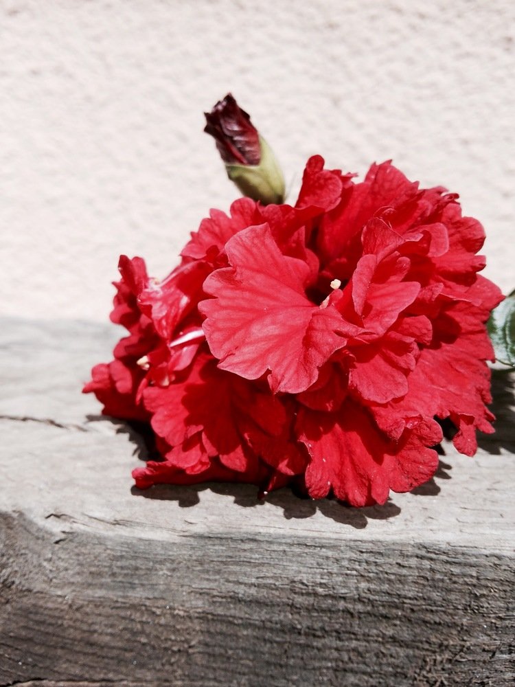 Hibiscus