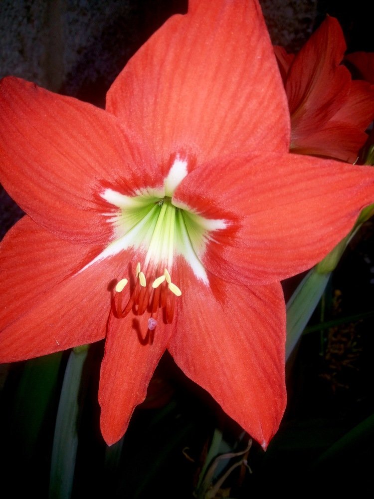 Flower my garden