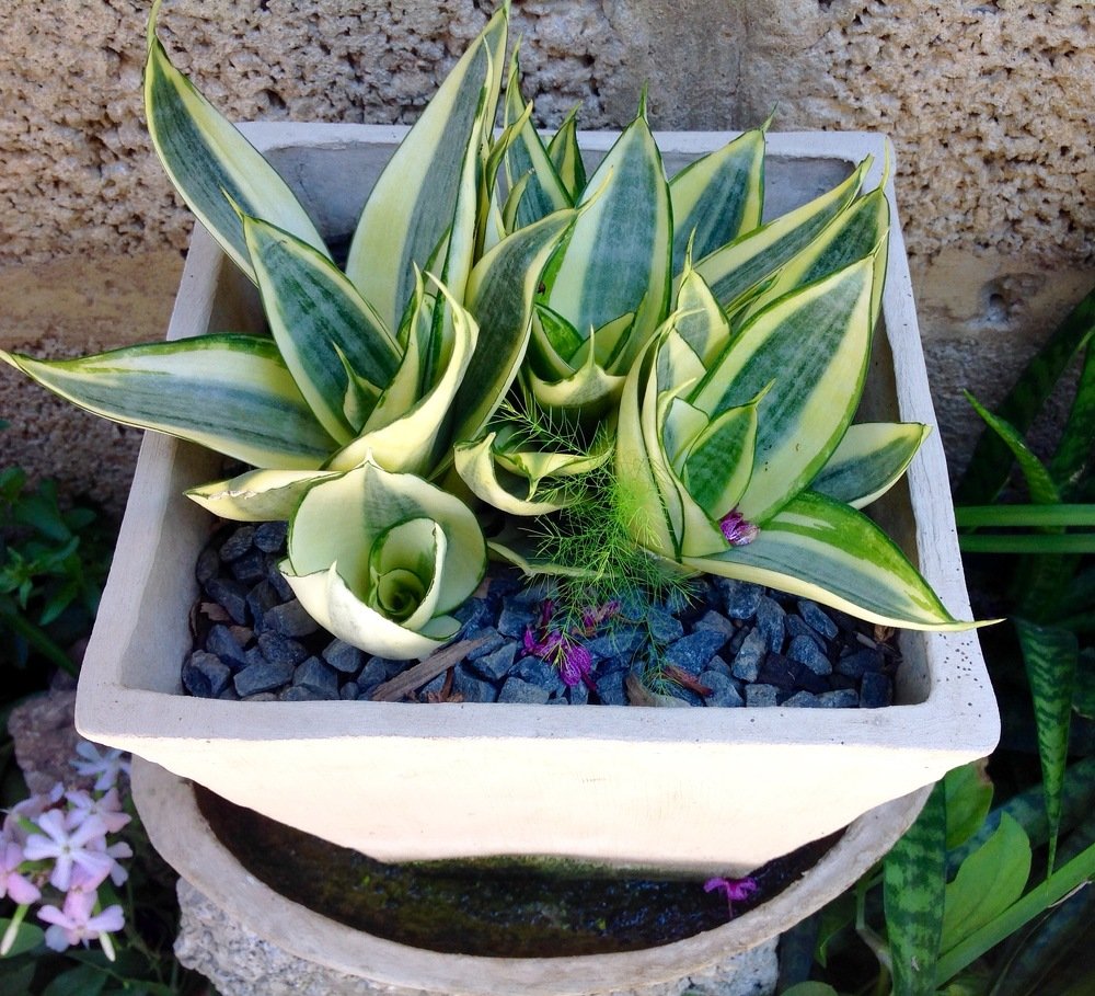 Plant me a garden