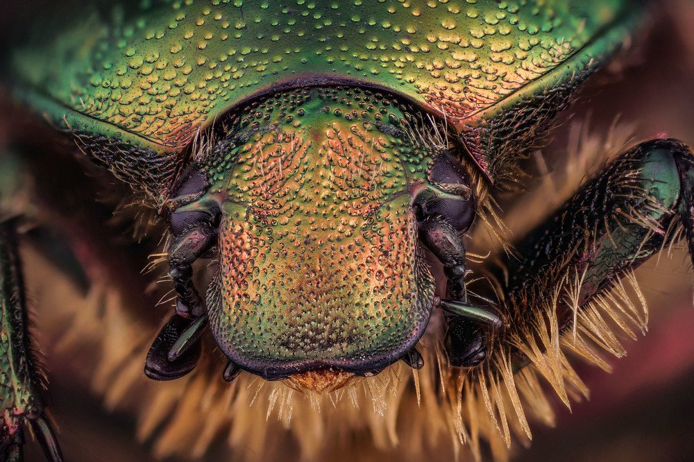 макро портрет