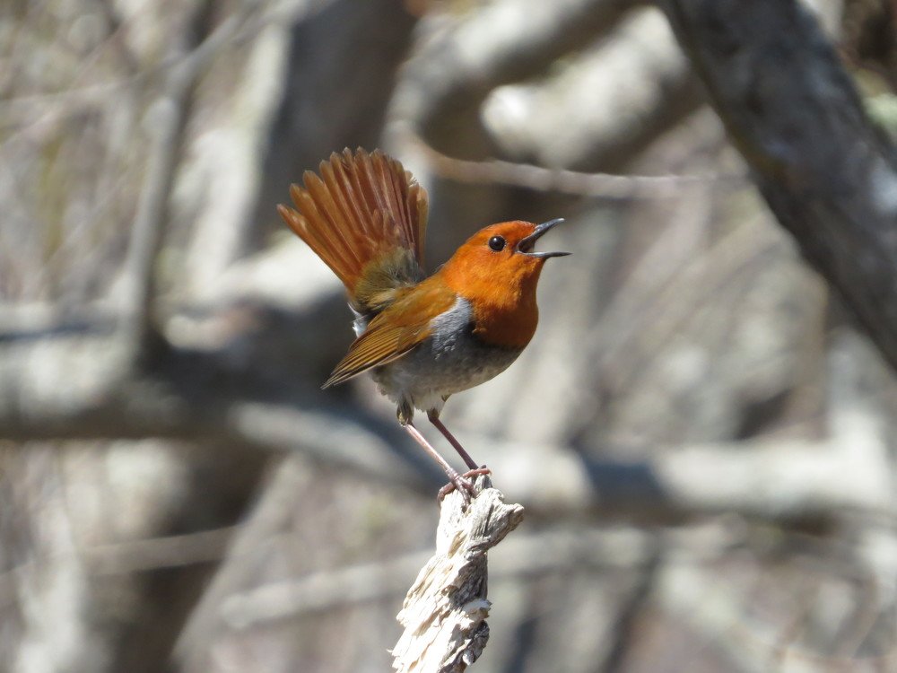 Японская зарянка