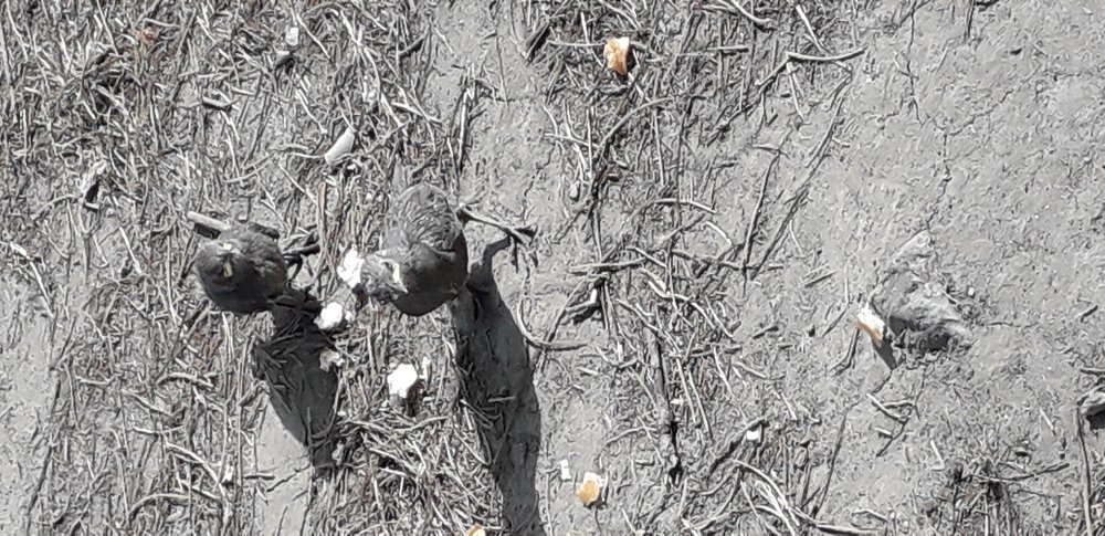 Желторотики