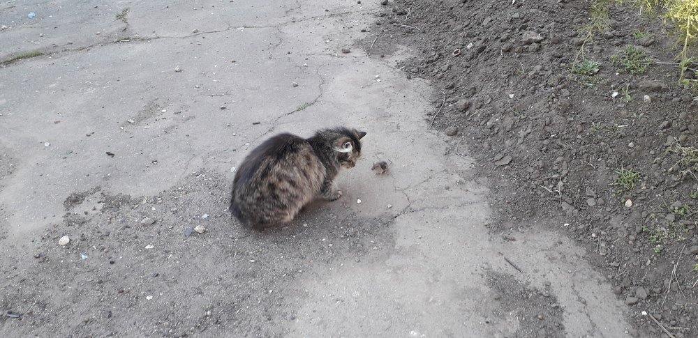 Кошки - мышки